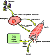 Graphical abstract: The emerging role of carbon isotope ratio determination in health research and medical diagnostics