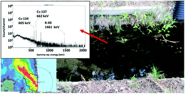 Graphical abstract: Radiocesium accumulation in Egeria densa, a submerged plant – possible mechanism of cesium absorption