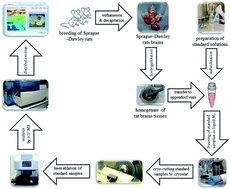 Graphical abstract: A standard sample preparation and calibration procedure for imaging zinc and magnesium in rats' brain tissue by laser ablation-inductively coupled plasma-time of flight-mass spectrometry