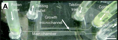 Graphical abstract: Quantification of the Young's modulus of the primary plant cell wall using Bending-Lab-On-Chip (BLOC)