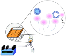 Graphical abstract: Cell electroporation by CNT-featured microfluidic chip