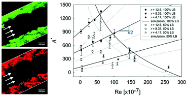 Graphical abstract: Hydrodynamic effects on bacterial biofilm development in a microfluidic environment