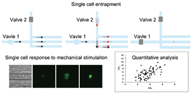 Graphical abstract: Microfluidics study of intracellular calcium response to mechanical stimulation on single suspension cells