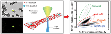 Graphical abstract: Four-part leukocyte differential count based on sheathless microflow cytometer and fluorescent dye assay