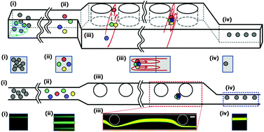 Graphical abstract: Microstructure-induced helical vortices allow single-stream and long-term inertial focusing