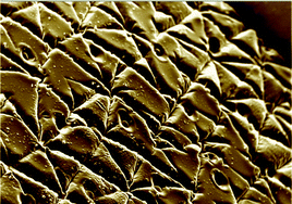 Graphical abstract: Artificial microfluidic skin for in vitro perspiration simulation and testing