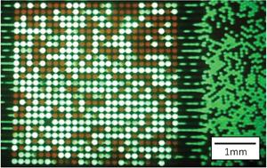 Graphical abstract: Micro-optical lens array for fluorescence detection in droplet-based microfluidics