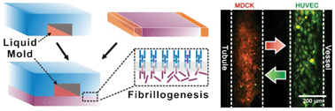 Graphical abstract: Engineering a 3D vascular network in hydrogel for mimicking a nephron