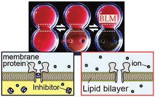 Graphical abstract: Droplet-based lipid bilayer system integrated with microfluidic channels for solution exchange