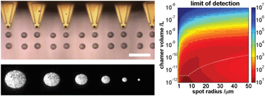 Graphical abstract: Scaling advantages and constraints in miniaturized capture assays for single cell protein analysis