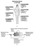 Graphical abstract: Microfluidic platforms for mechanobiology