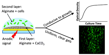 Graphical abstract: Optically clear alginate hydrogels for spatially controlled cell entrapment and culture at microfluidic electrode surfaces