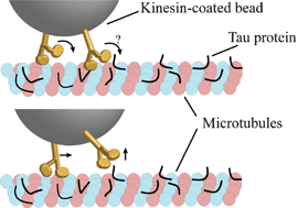 Graphical abstract: Biosensing MAPs as “roadblocks”: kinesin-based functional analysis of tau protein isoforms and mutants using suspended microtubules (sMTs)