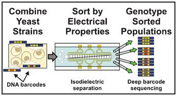 Graphical abstract: Microfluidic genome-wide profiling of intrinsic electrical properties in Saccharomyces cerevisiae