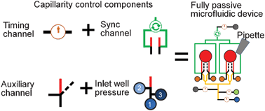Graphical abstract: Preprogrammed capillarity to passively control system-level sequential and parallel microfluidic flows