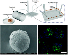 Graphical abstract: Spheroid-based three-dimensional liver-on-a-chip to investigate hepatocyte–hepatic stellate cell interactions and flow effects