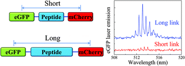 Graphical abstract: Highly sensitive fluorescent protein FRET detection using optofluidic lasers