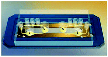 Graphical abstract: A dynamic multi-organ-chip for long-term cultivation and substance testing proven by 3D human liver and skin tissue co-culture