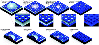 Graphical abstract: Size based sorting and patterning of microbeads by evaporation driven flow in a 3D micro-traps array