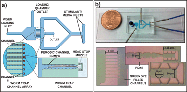 Graphical abstract: C.L.I.P.–continuous live imaging platform for direct observation of C. elegans physiological processes