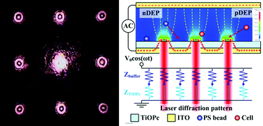 Graphical abstract: Cell patterning via diffraction-induced optoelectronic dielectrophoresis force on an organic photoconductive chip