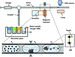 Graphical abstract: A low cost and high throughput magnetic bead-based immuno-agglutination assay in confined droplets