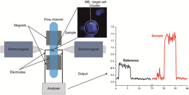 Graphical abstract: Assessment of pathogenic bacteria using periodic actuation