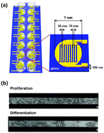 Graphical abstract: Real-time monitoring of adipocyte differentiation using a capacitance sensor array