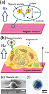 Graphical abstract: Single cell detection using a magnetic zigzag nanowire biosensor