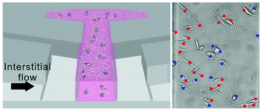 Graphical abstract: A contact line pinning based microfluidic platform for modelling physiological flows