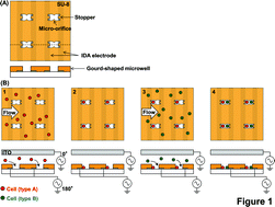 Graphical abstract: Cell pairing using a dielectrophoresis-based device with interdigitated array electrodes