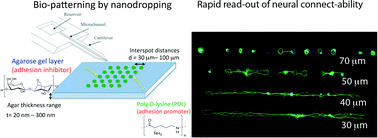 Graphical abstract: Nano-volume drop patterning for rapid on-chip neuronal connect-ability assays