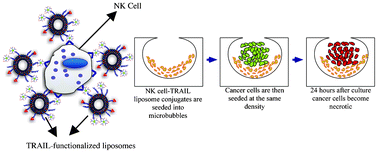 Graphical abstract: Sweeping lymph node micrometastases off their feet: an engineered model to evaluate natural killer cell mediated therapeutic intervention of circulating tumor cells that disseminate to the lymph nodes