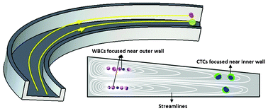 Graphical abstract: Slanted spiral microfluidics for the ultra-fast, label-free isolation of circulating tumor cells