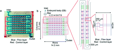 Graphical abstract: Microfluidic-based patterning of embryonic stem cells for in vitro development studies