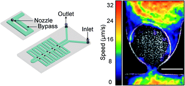 Graphical abstract: A microfluidic device designed to induce media flow throughout pancreatic islets while limiting shear-induced damage