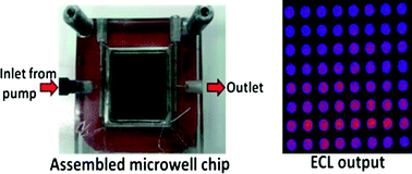 Graphical abstract: High-throughput metabolic genotoxicity screening with a fluidic microwell chip and electrochemiluminescence