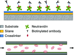 Graphical abstract: A microfluidic device for immuno-affinity-based separation of mitochondria from cell culture