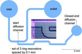 Graphical abstract: Measurement of small molecule diffusion with an optofluidic silicon chip