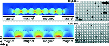 Graphical abstract: Flow enhanced non-linear magnetophoretic separation of beads based on magnetic susceptibility