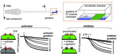 Graphical abstract: Microfluidics platform for single-shot dose–response analysis of chloride channel-modulating compounds