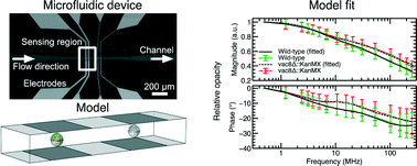 Graphical abstract: Characterization of subcellular morphology of single yeast cells using high frequency microfluidic impedance cytometer