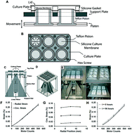 Graphical abstract: A novel system for studying mechanical strain waveform-dependent responses in vascular smooth muscle cells