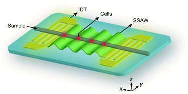 Graphical abstract: Continuous enrichment of low-abundance cell samples using standing surface acoustic waves (SSAW)