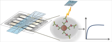 Graphical abstract: A digital microfluidic electrochemical immunoassay