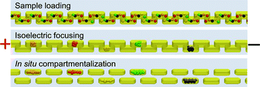 Graphical abstract: Droplet-based in situ compartmentalization of chemically separated components after isoelectric focusing in a Slipchip