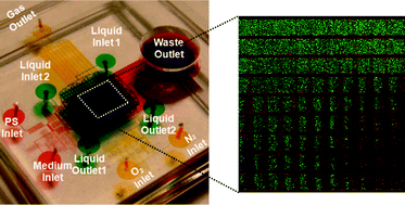 Graphical abstract: A high-throughput photodynamic therapy screening platform with on-chip control of multiple microenvironmental factors