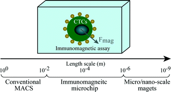 Graphical abstract: Multiscale immunomagnetic enrichment of circulating tumor cells: from tubes to microchips