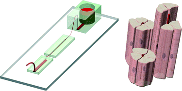 Graphical abstract: Microfabricated perfusable cardiac biowire: a platform that mimics native cardiac bundle