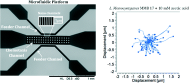 Graphical abstract: Single cell swimming dynamics of Listeria monocytogenes using a nanoporous microfluidic platform